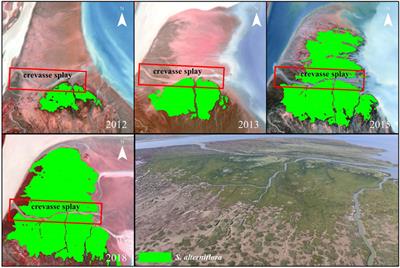 Effects of the Water-Sediment Regulation Scheme on the Expansion of Spartina alterniflora at the Yellow River Estuary, China